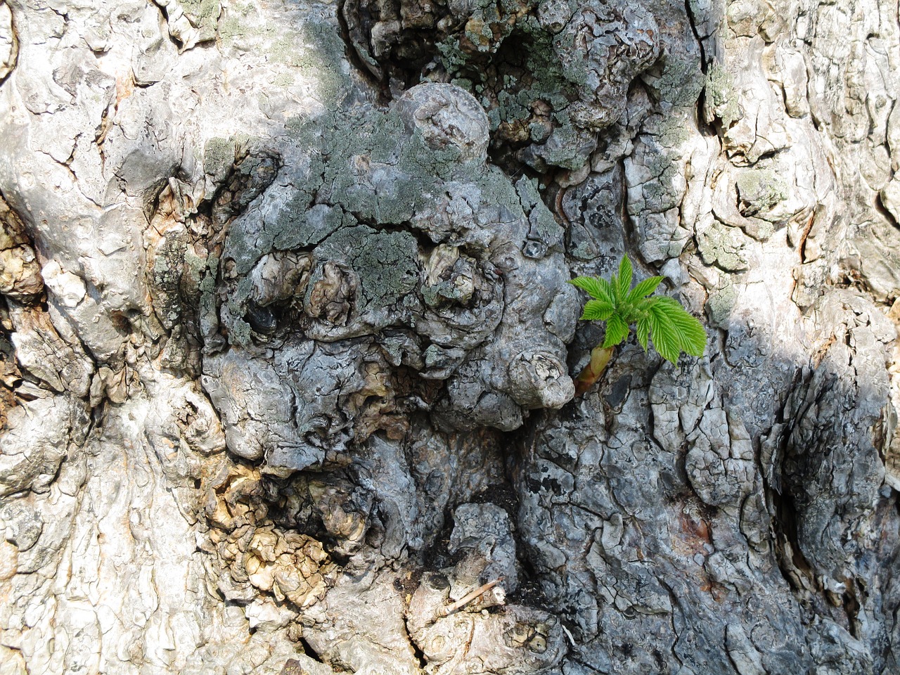 trees chestnut trunk plants shoot free photo