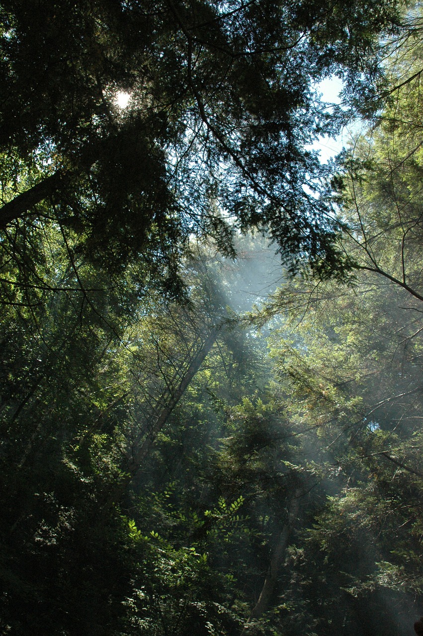 trees sunbeams forest free photo