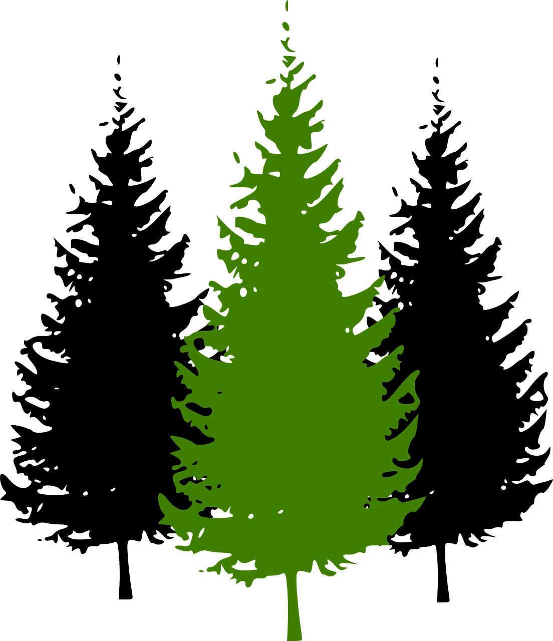 trees conifer pine free photo