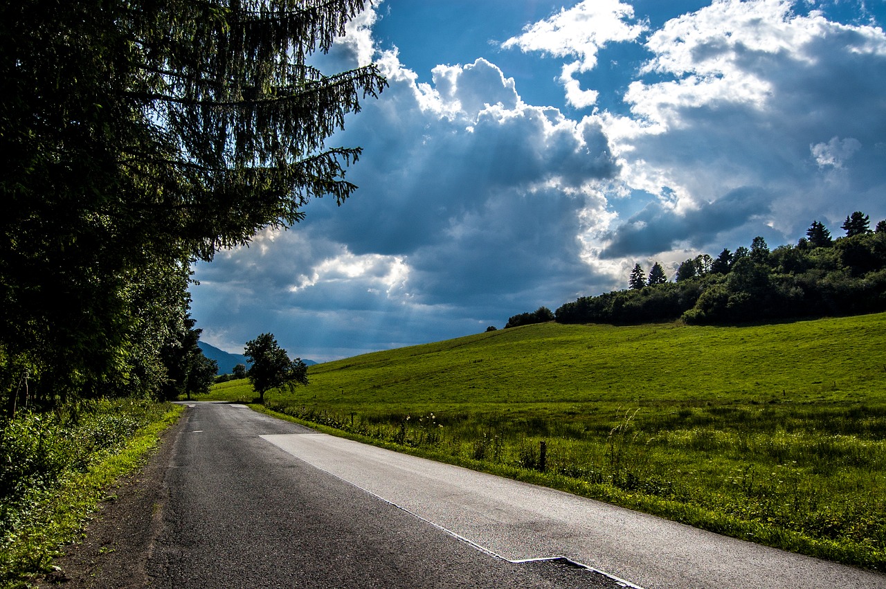 trees forest path free photo