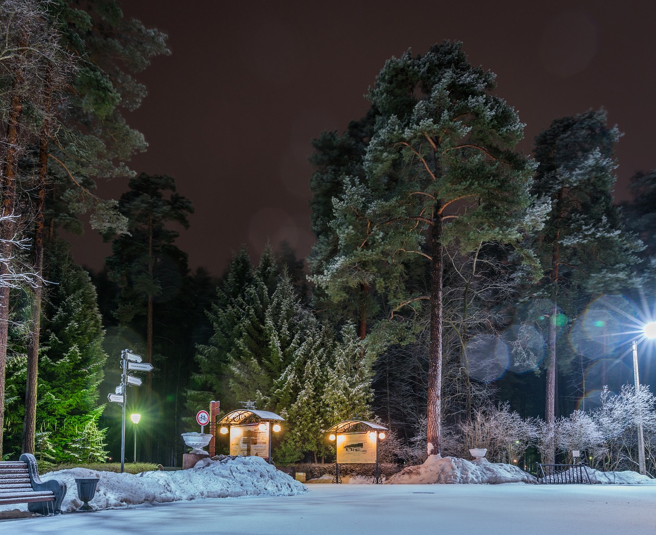 trees winter snow free photo