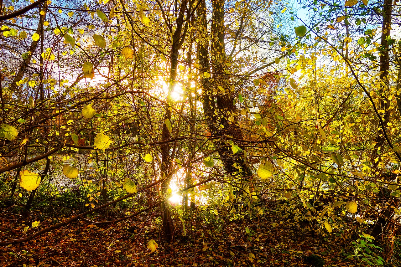 trees forest branches free photo