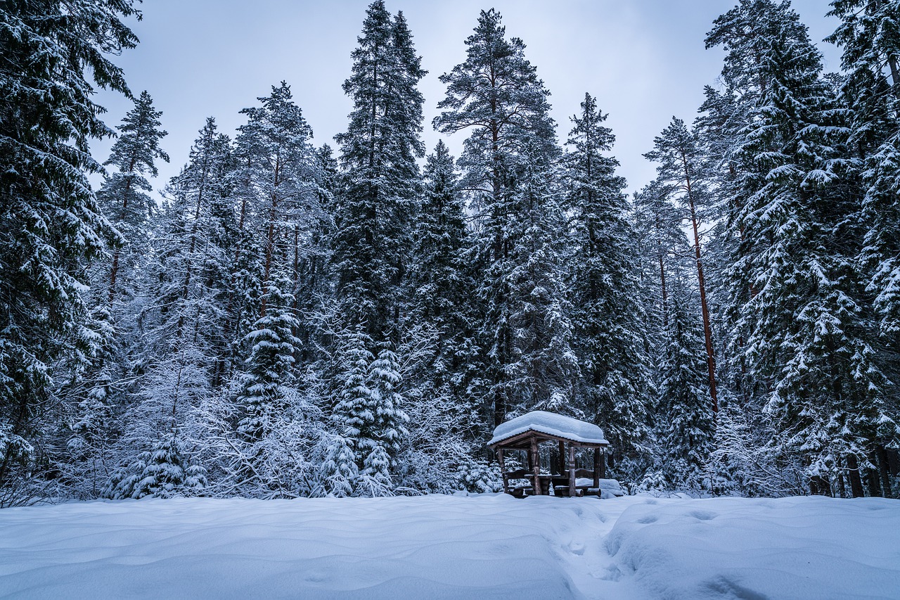 trees winter snow free photo