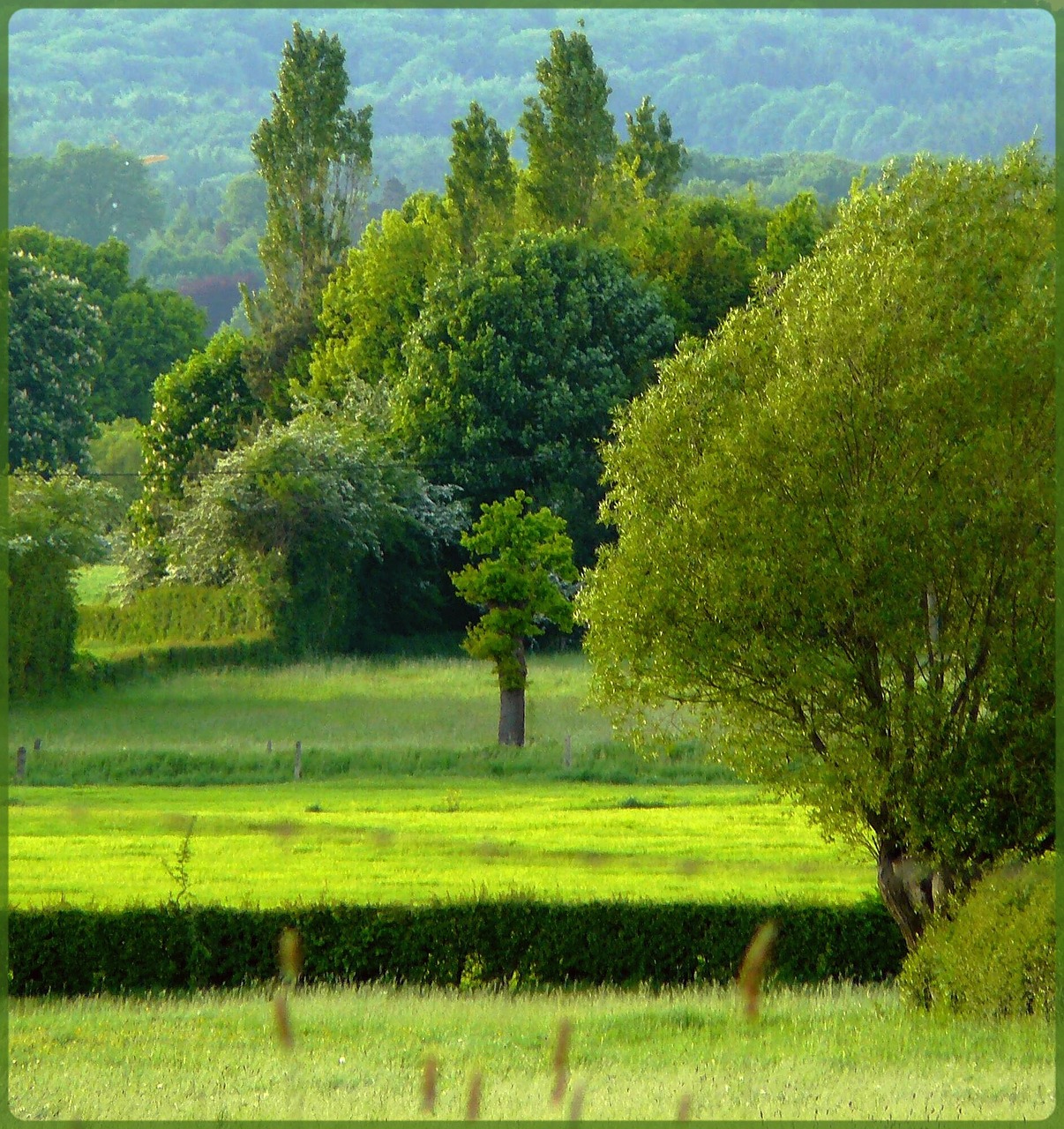 trees meadow reported free photo