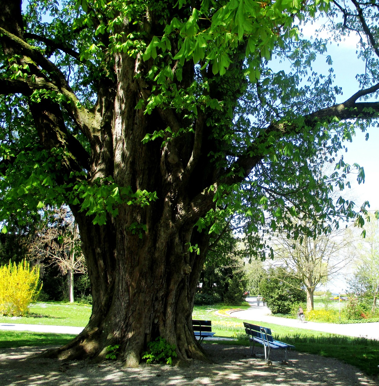 trees chestnut tree log free photo