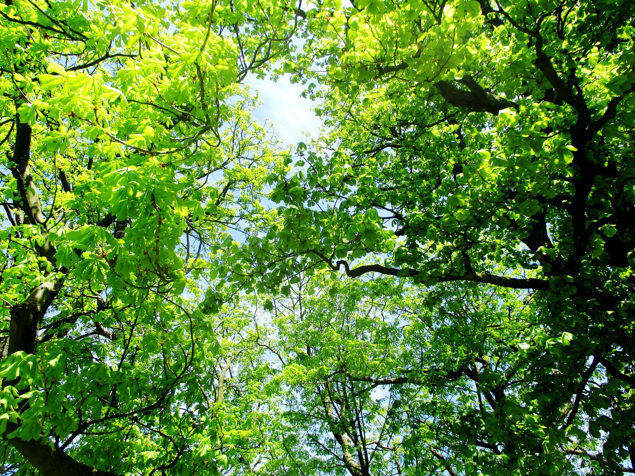 trees chestnut trees leaves free photo