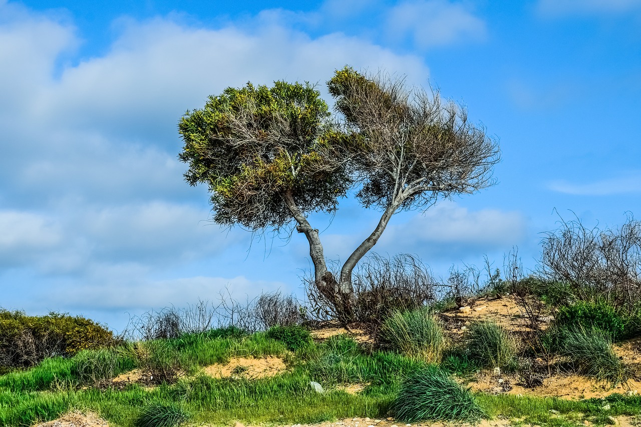 trees dune landscape free photo