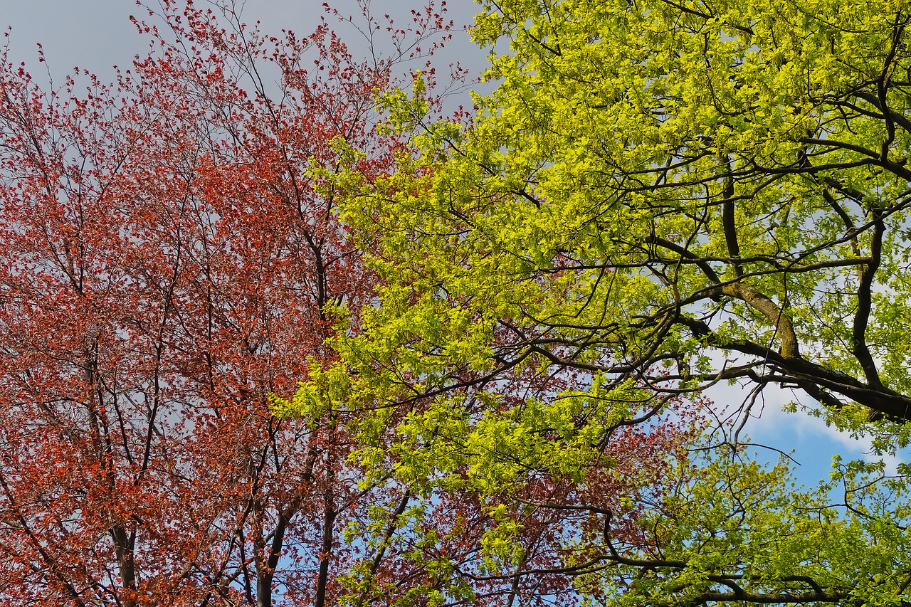 trees  nature  season free photo