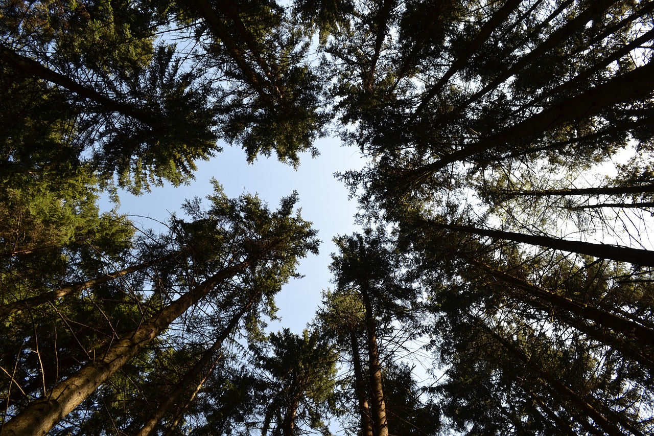 trees  forest  sky free photo