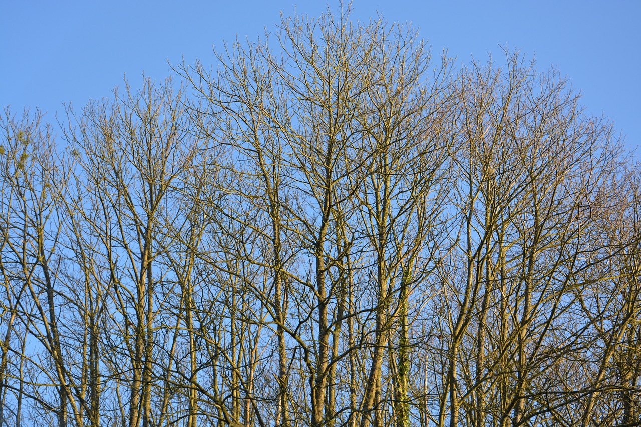 trees  buds  branches trees free photo