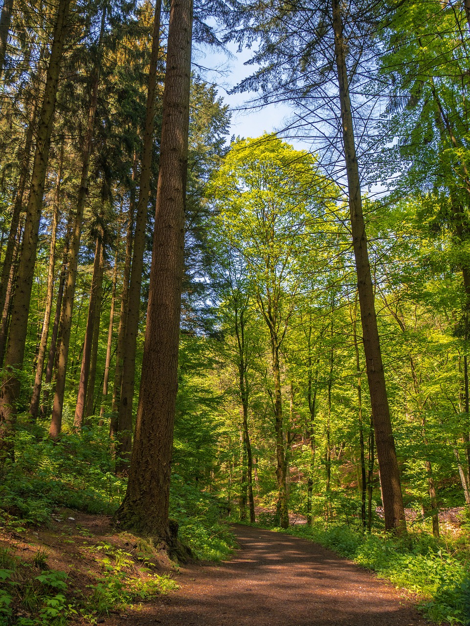 trees  forest  forest path free photo