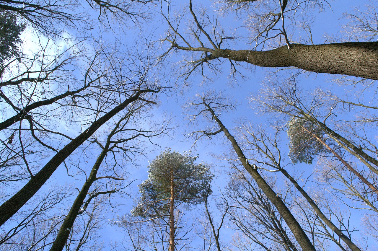 trees  forest  nature free photo