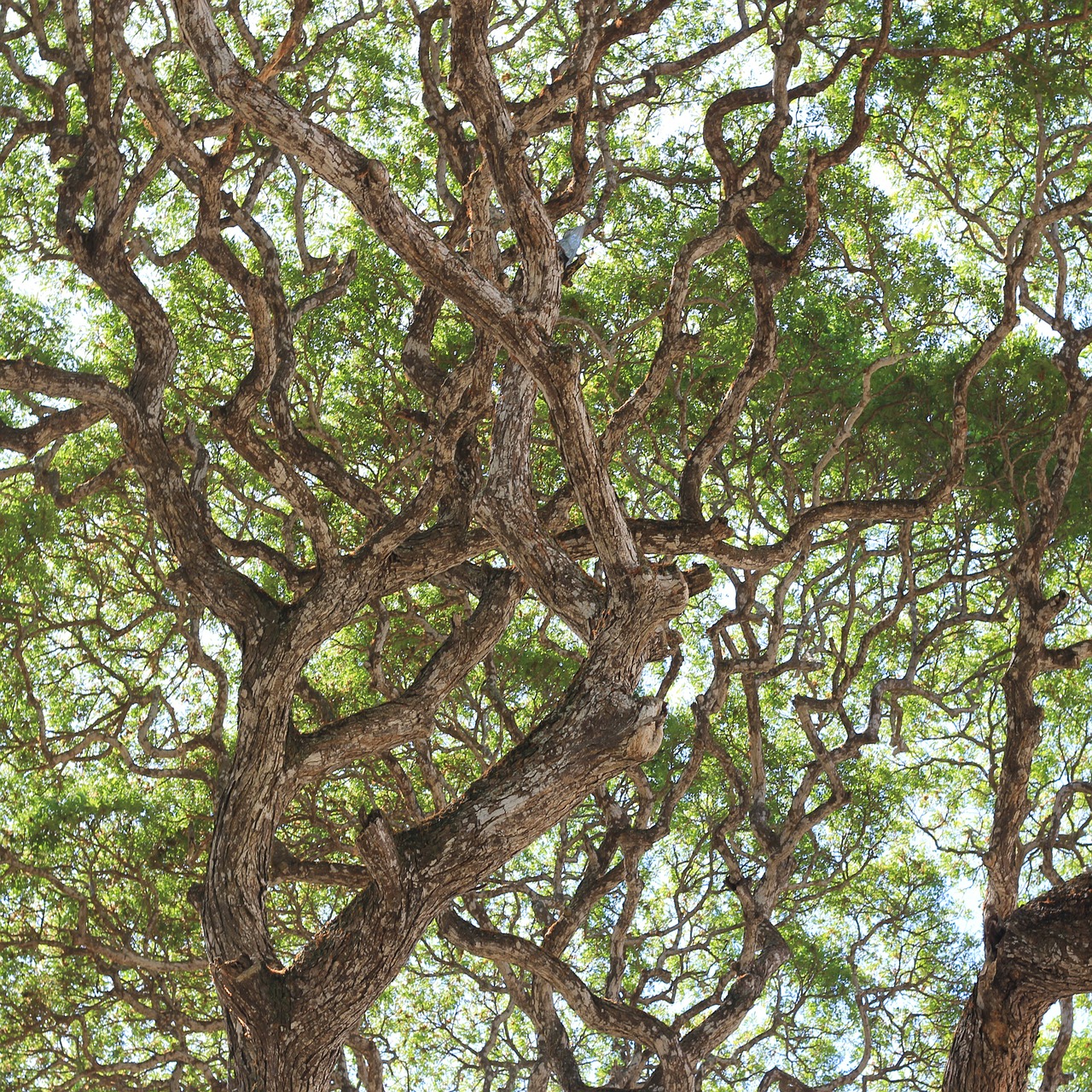 trees  branches  green free photo