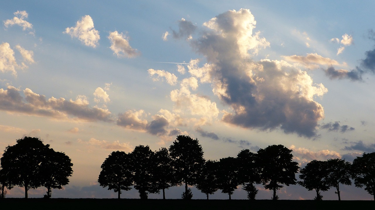 trees  avenue  twilight free photo