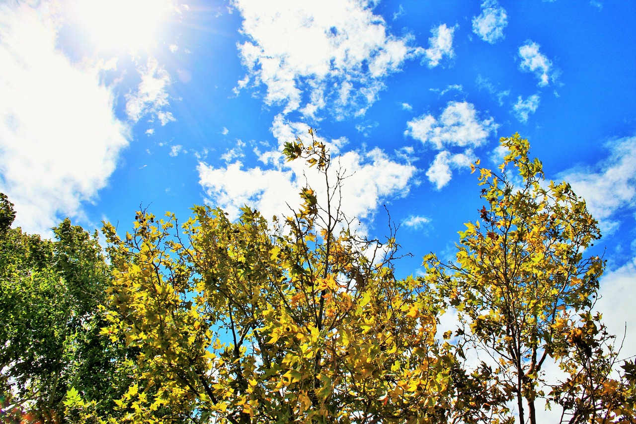 trees sky blue free photo