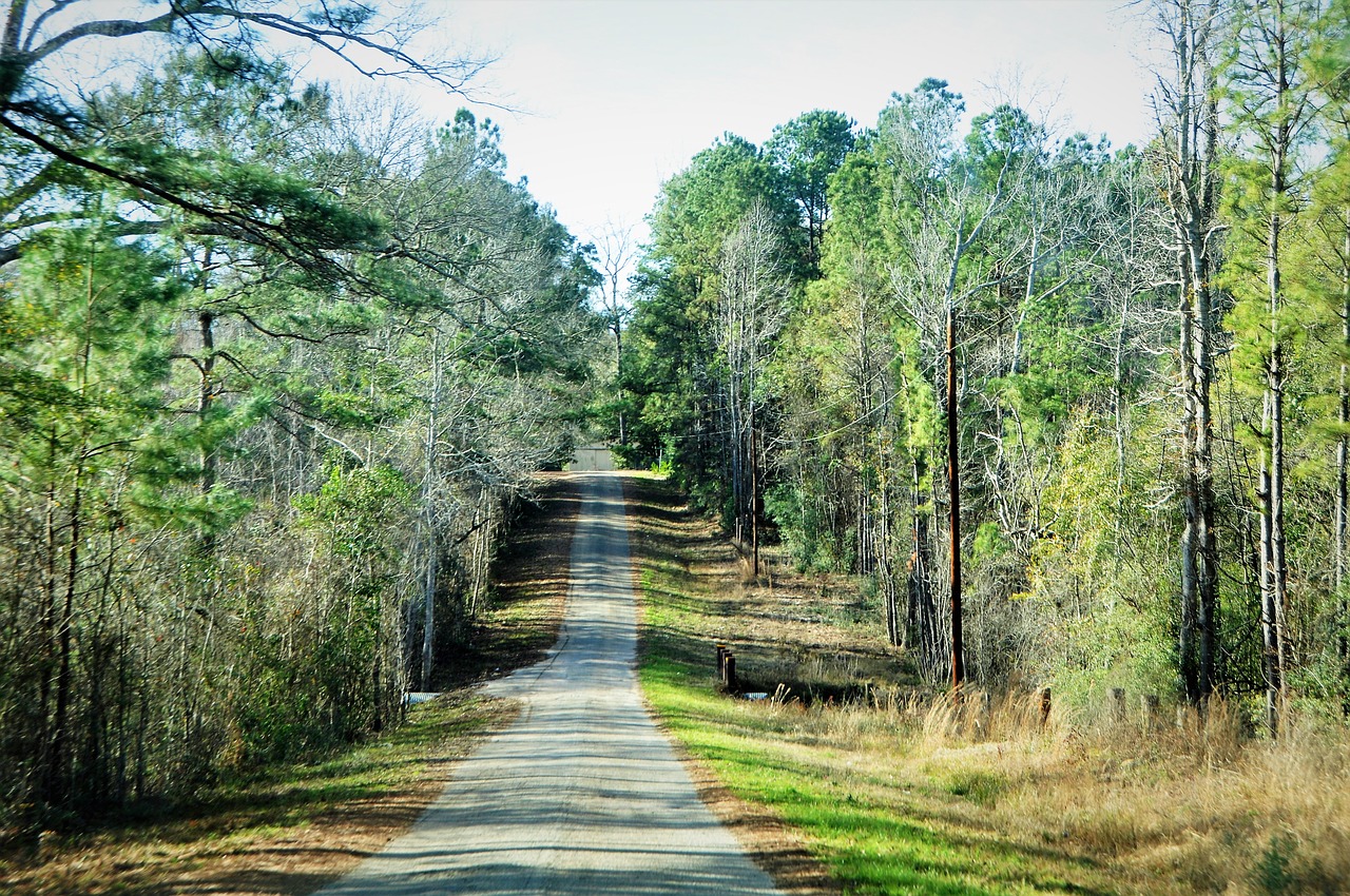 trees  grass  road free photo