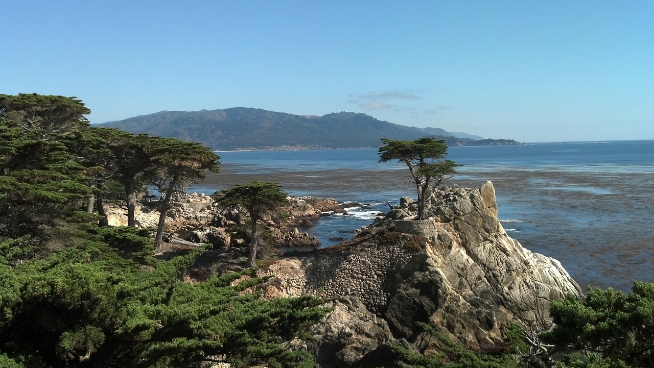 trees california park free photo