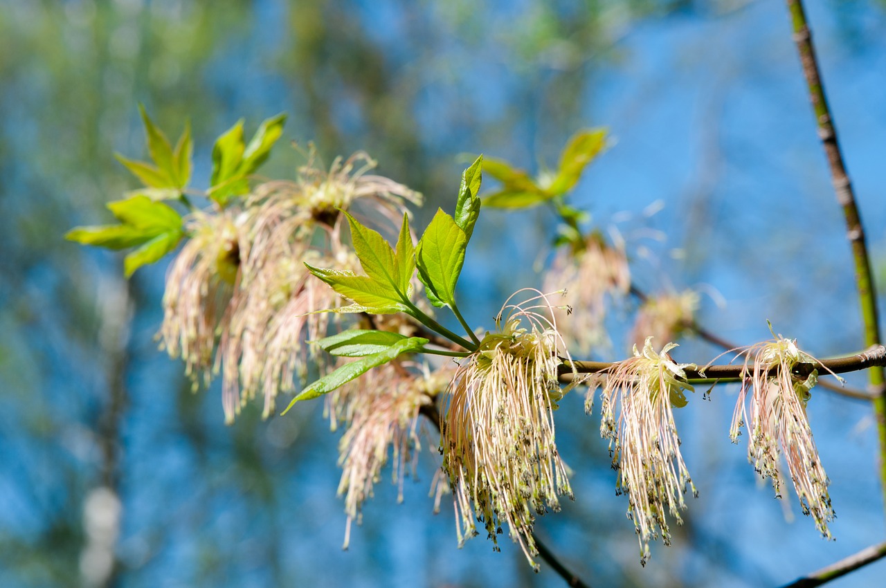 trees  earrings  blue sky free photo