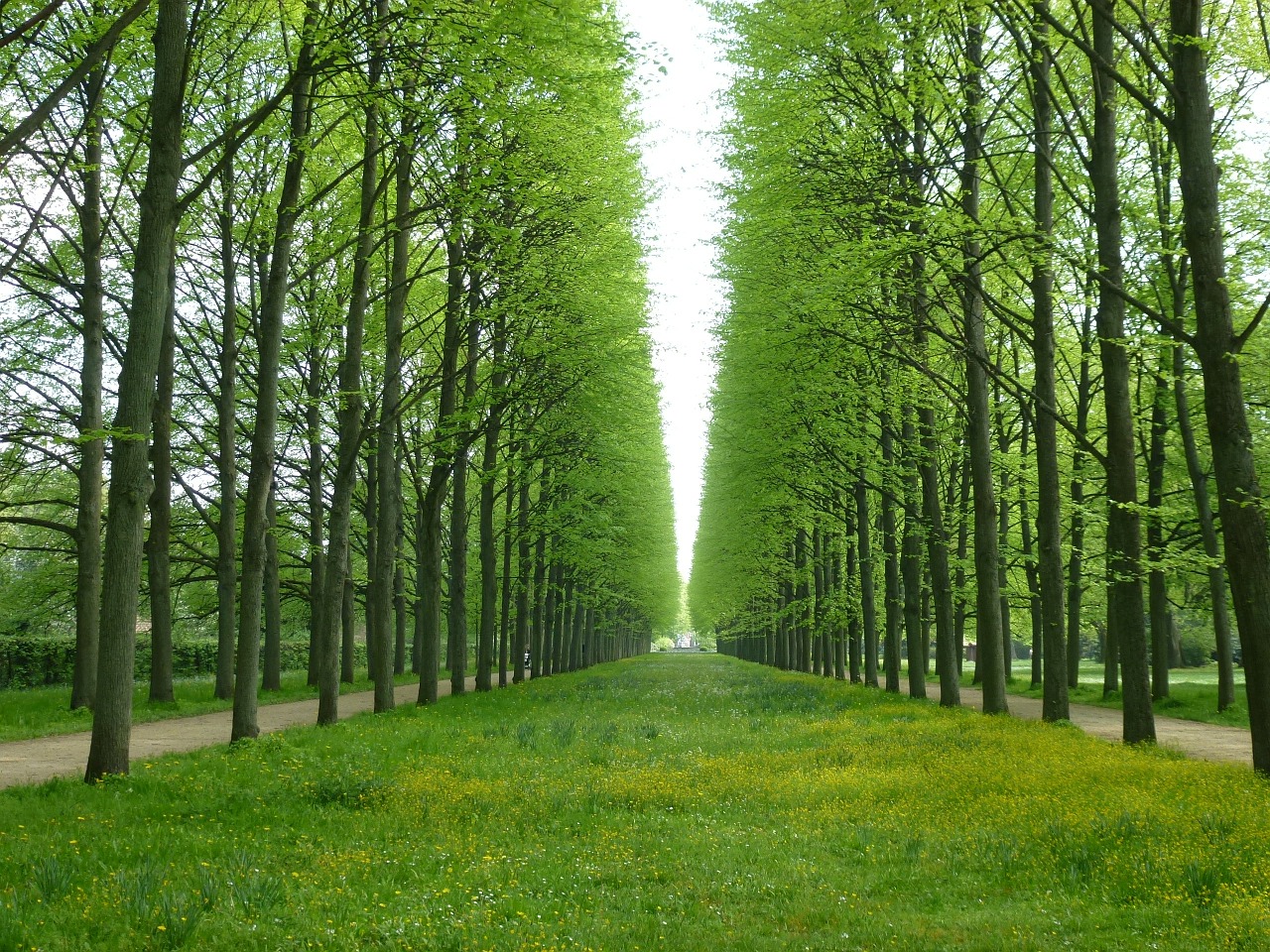 trees avenue perfect free photo