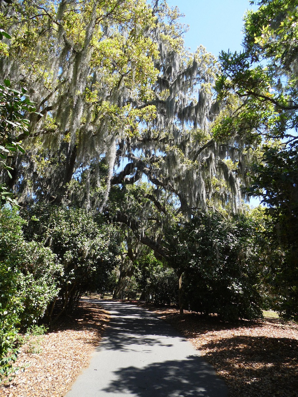 trees scenic path free photo