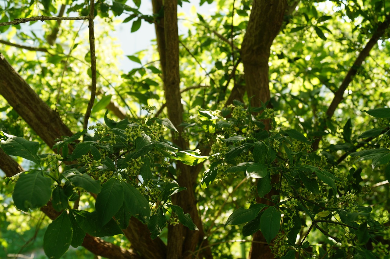 trees  forest  light free photo