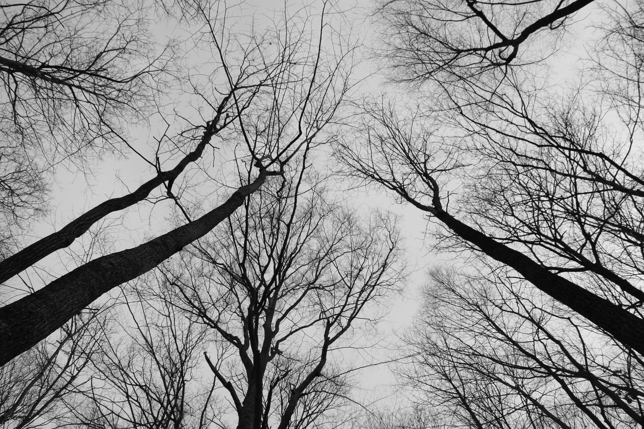trees  sky  monochrome free photo