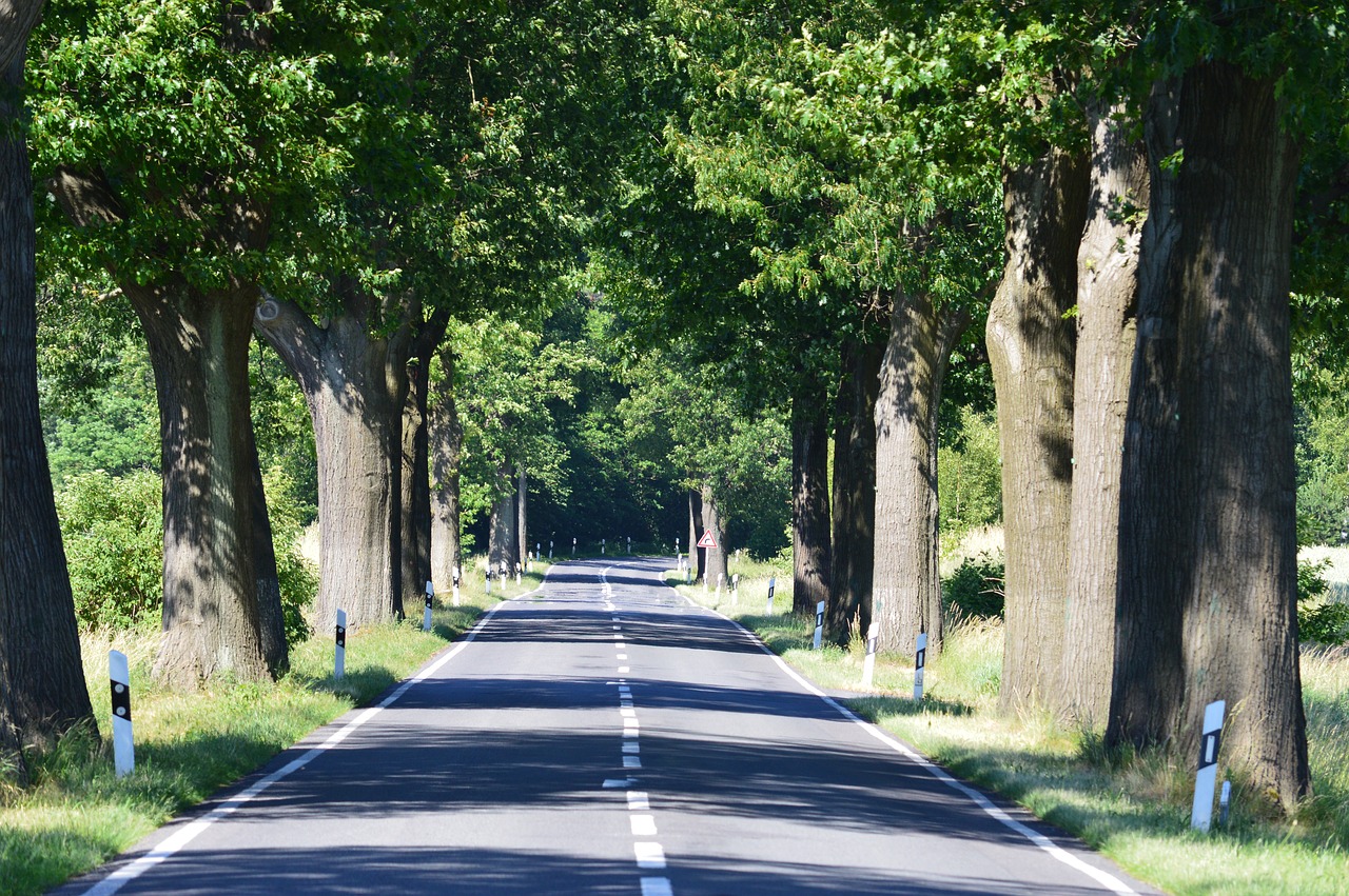 trees  avenue  road free photo