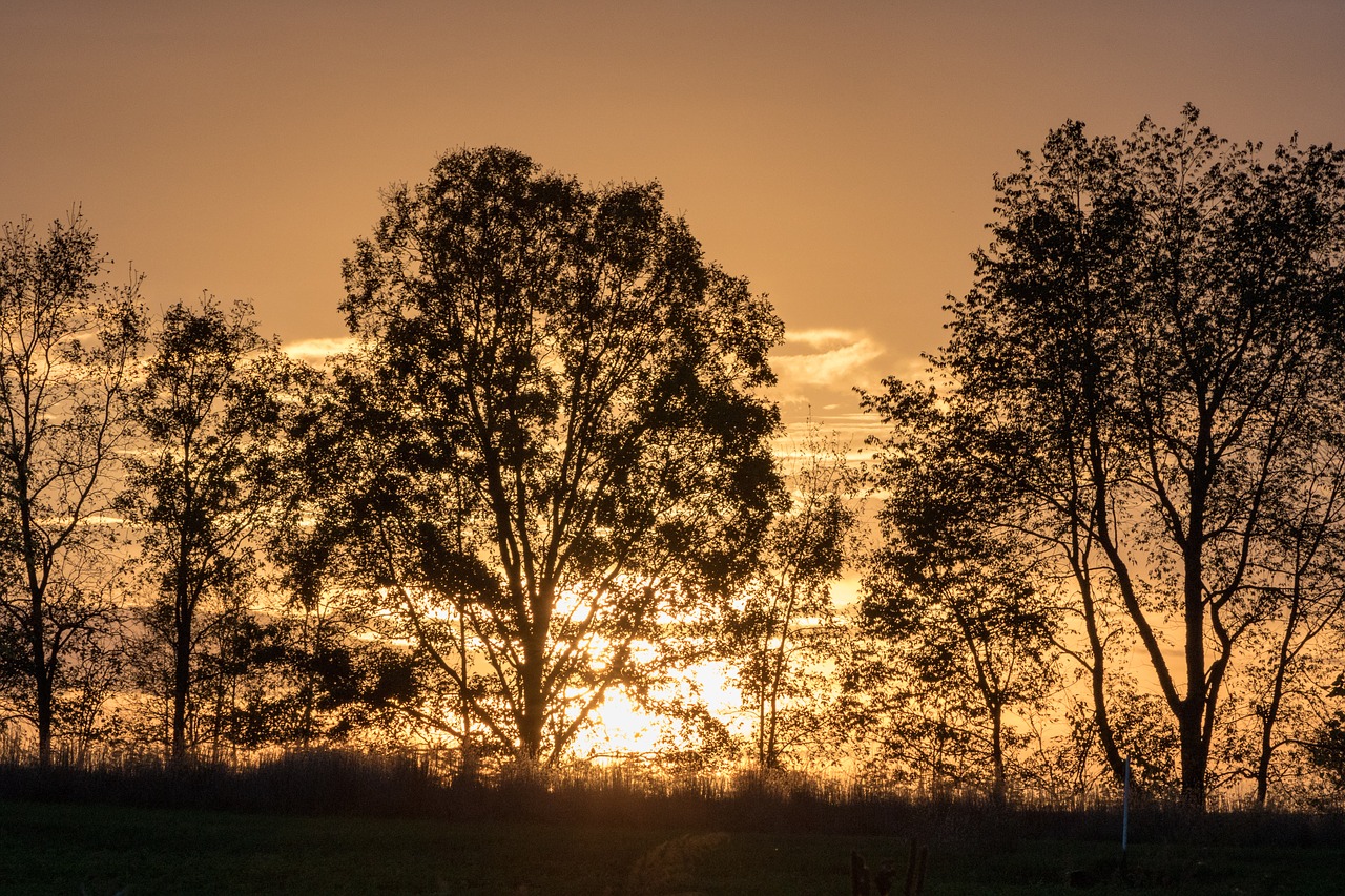 trees  night  sunset free photo