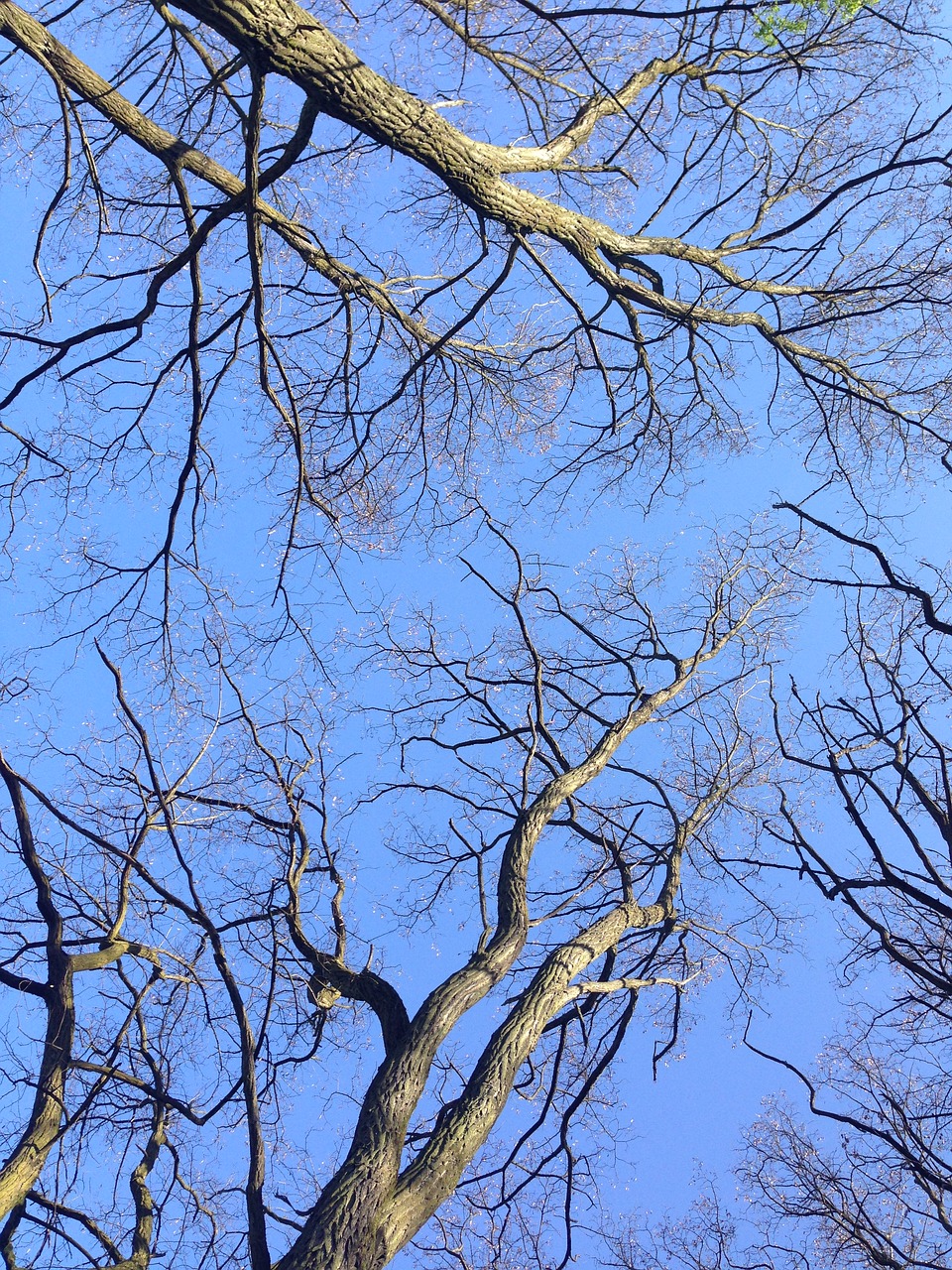 trees  top  treetop free photo