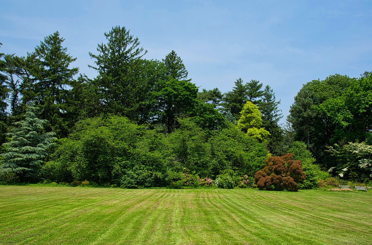 trees  planting fields  landscape free photo