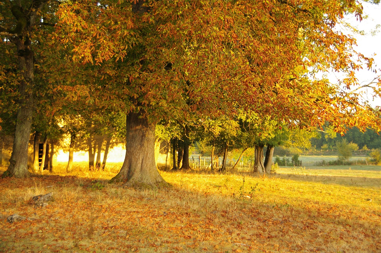 trees landscape summer free photo