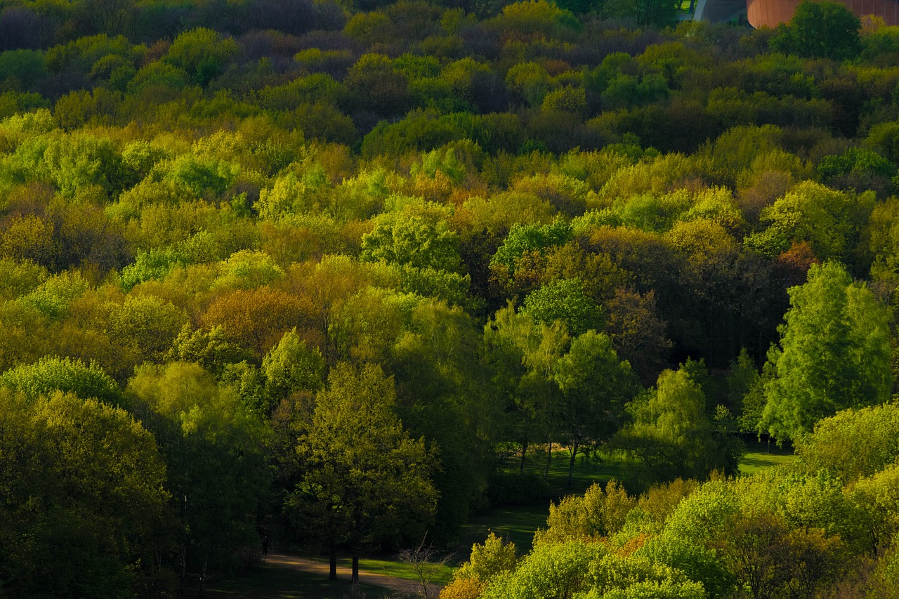 trees  forest  berlin free photo