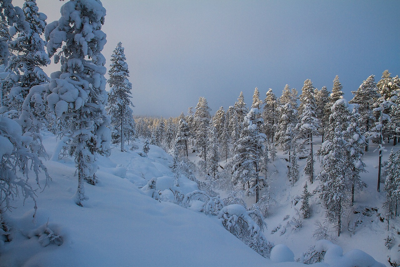 trees  lapland  inari free photo