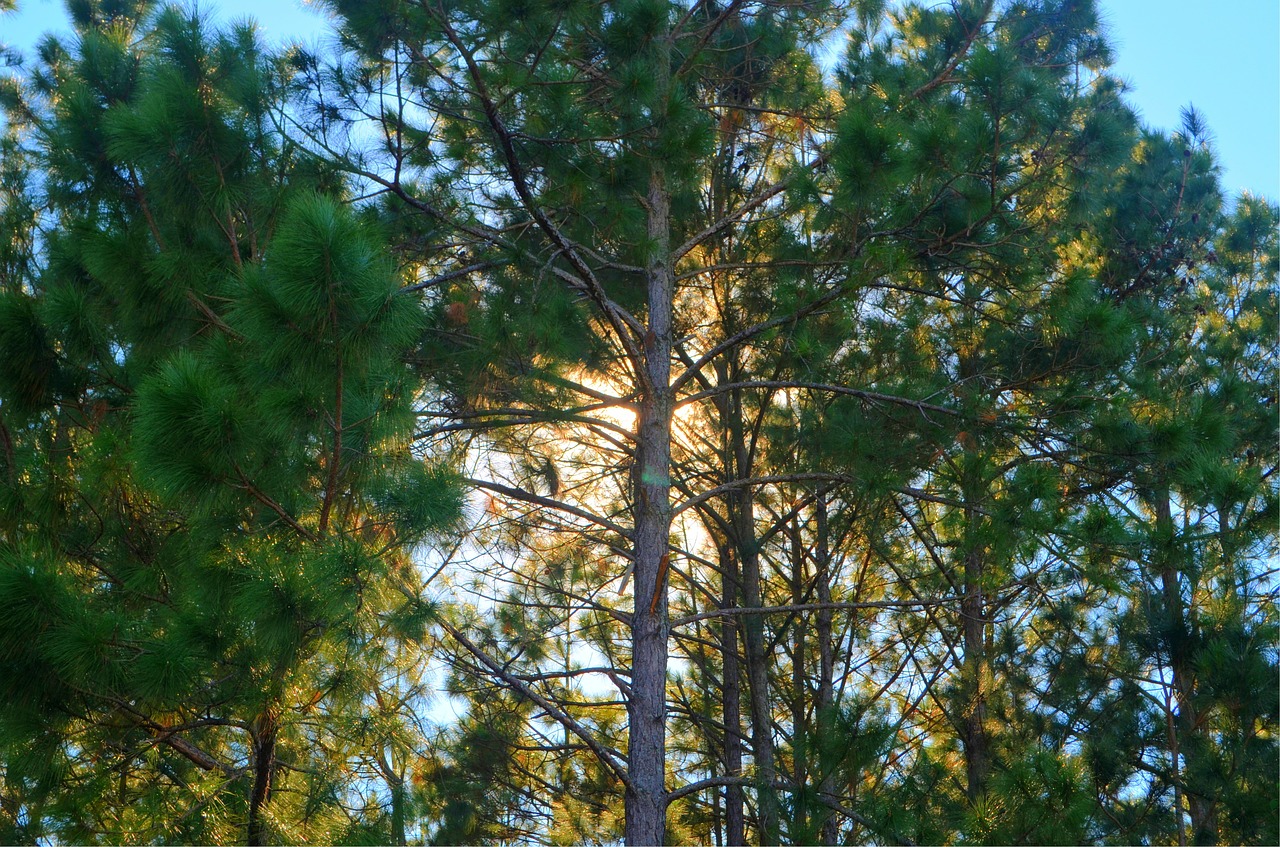 trees sun shadows free photo