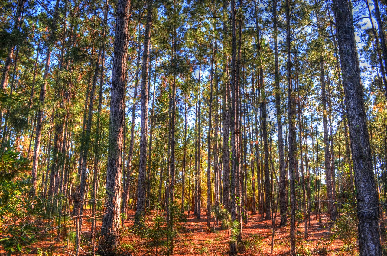 trees pines pine trees free photo
