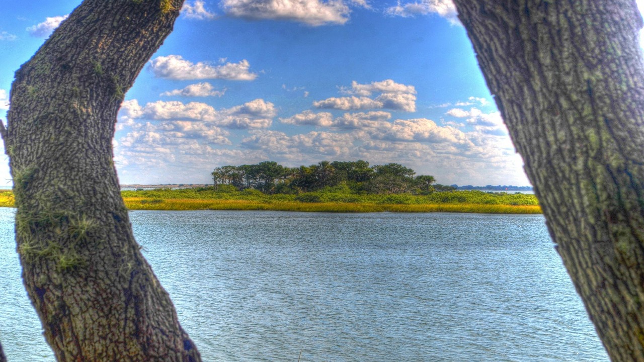 trees water river free photo