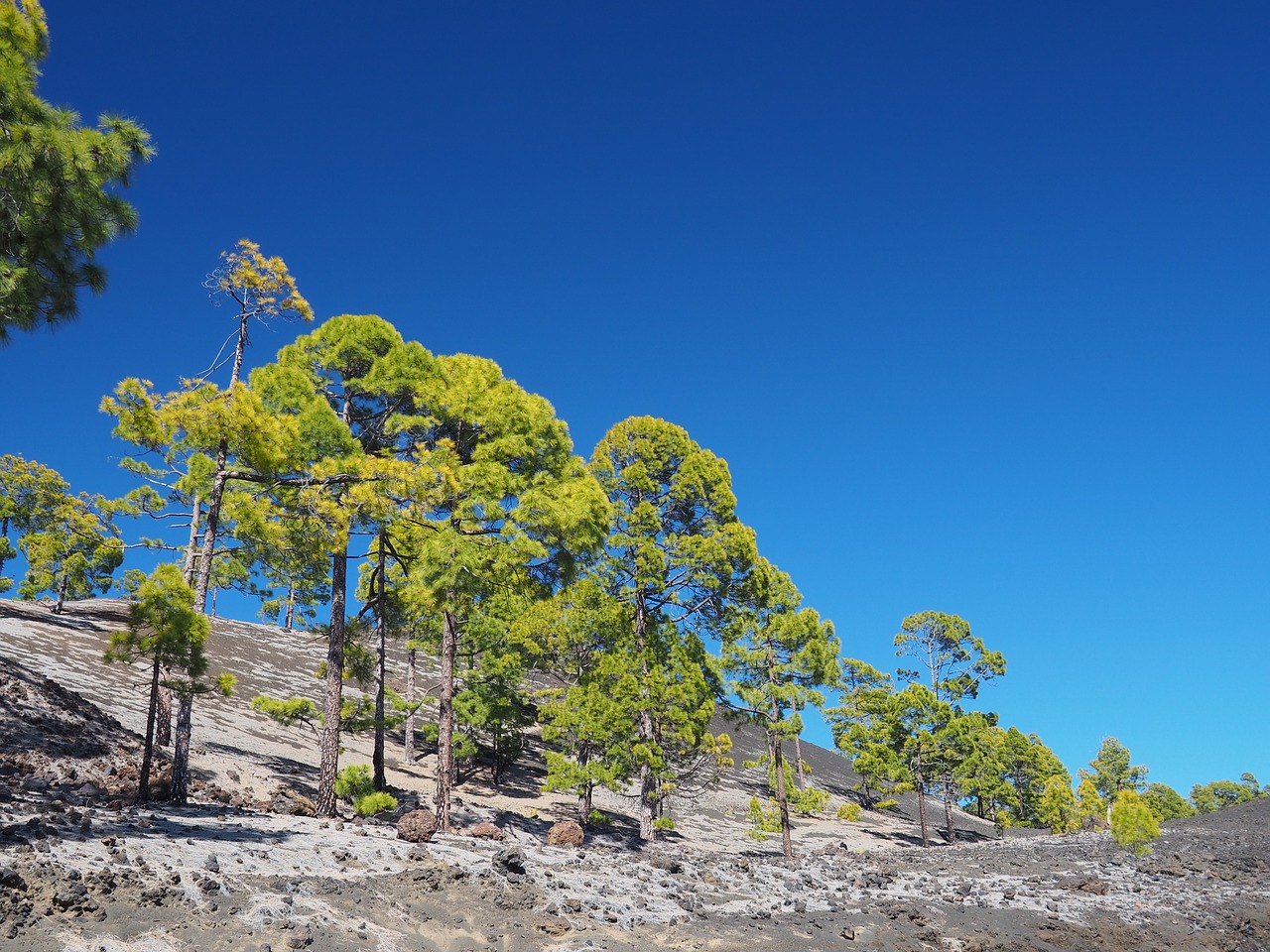 trees  contrast  nature free photo