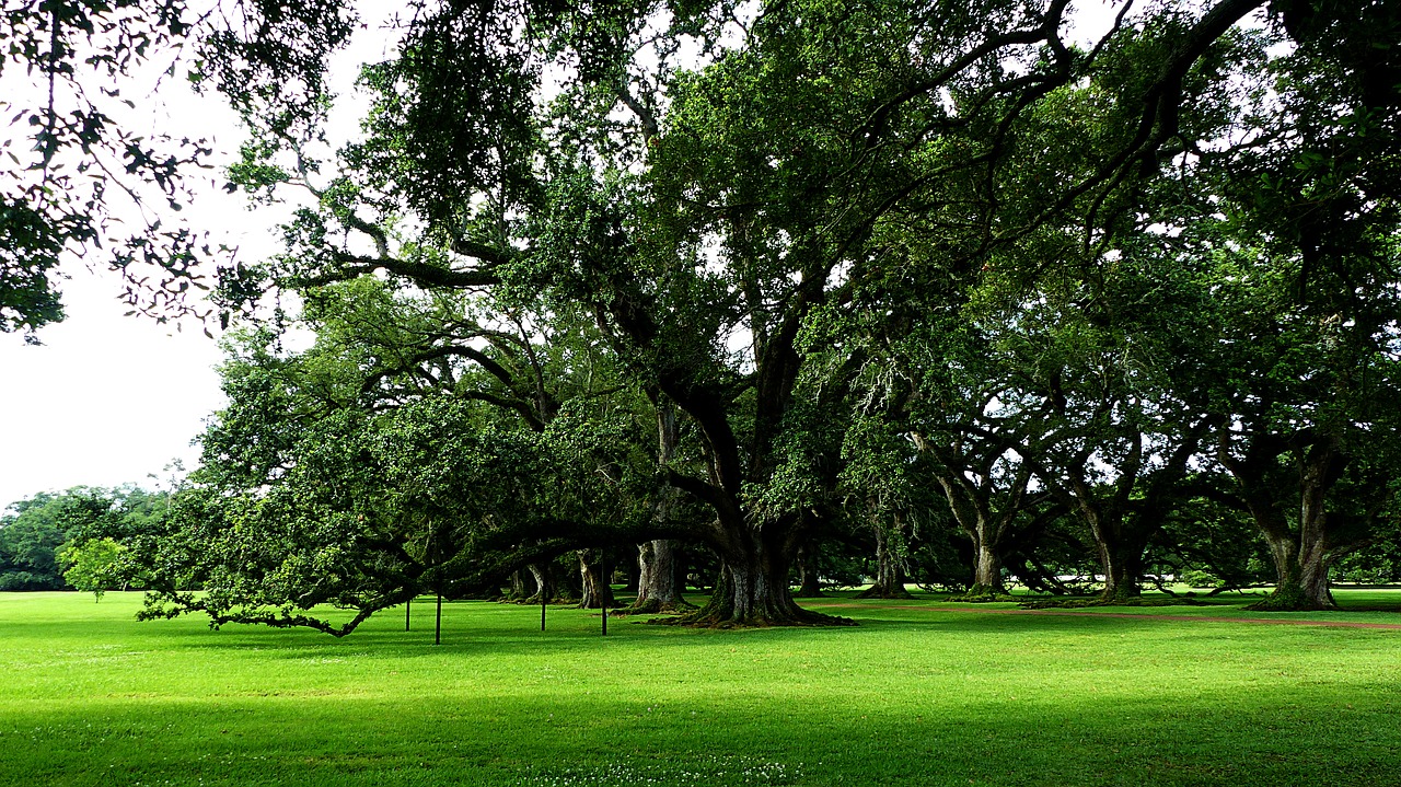 trees  louisiana  america free photo