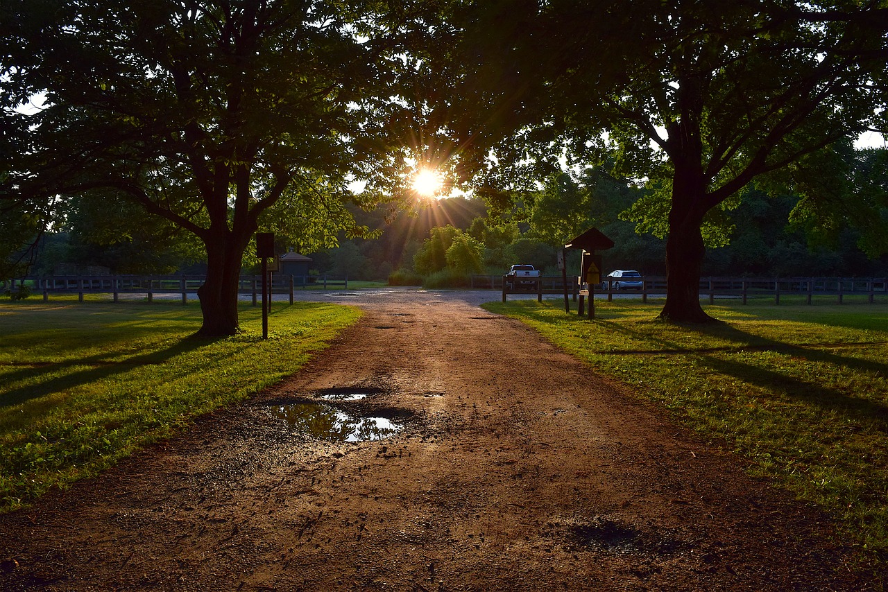 trees  path  sunset free photo