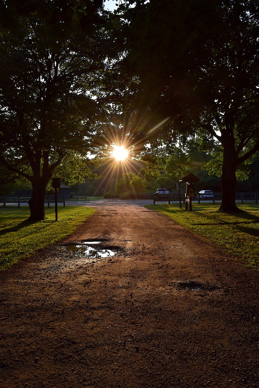 trees  path  sunset free photo