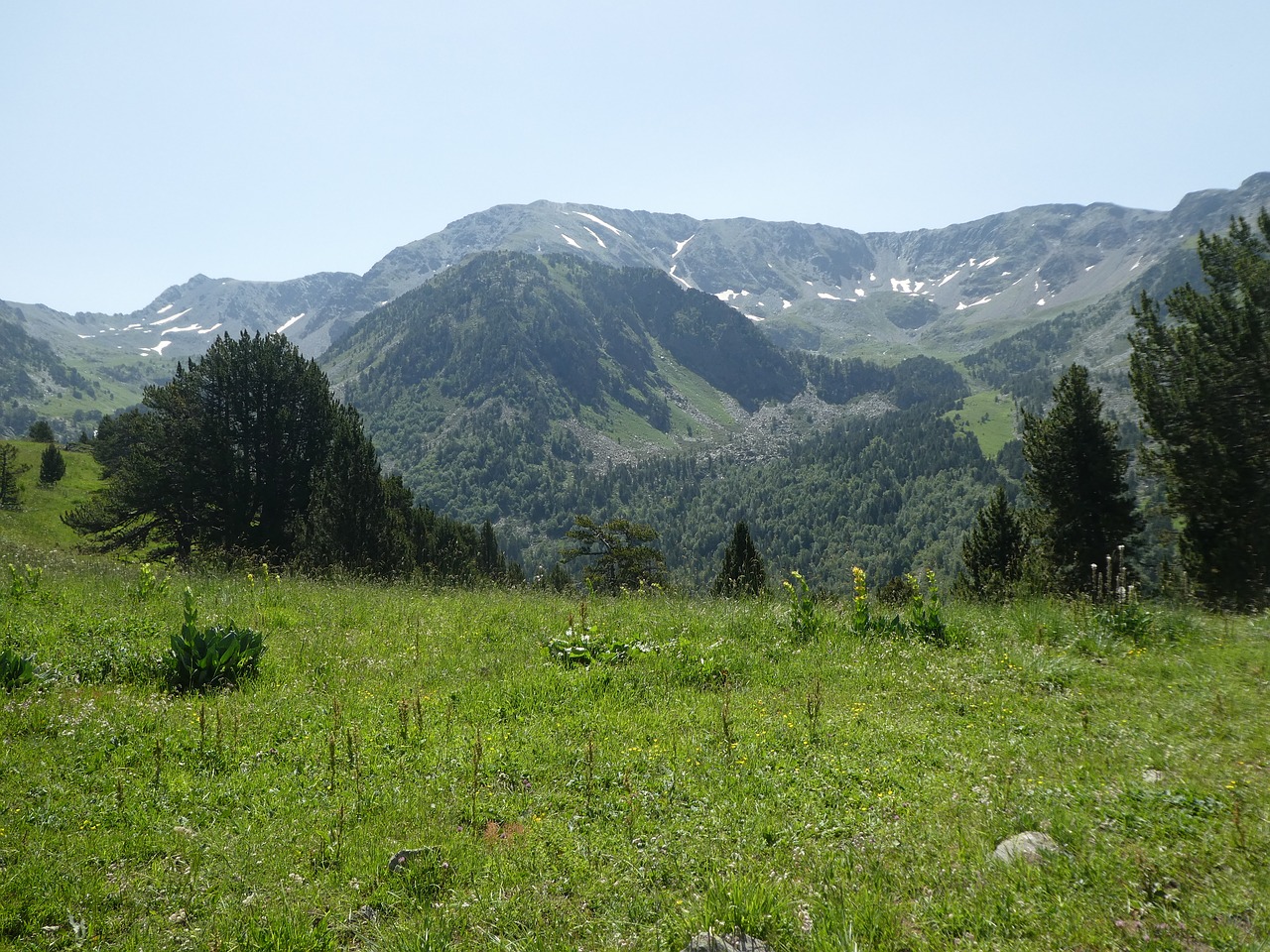 trees  mountain  andorra free photo