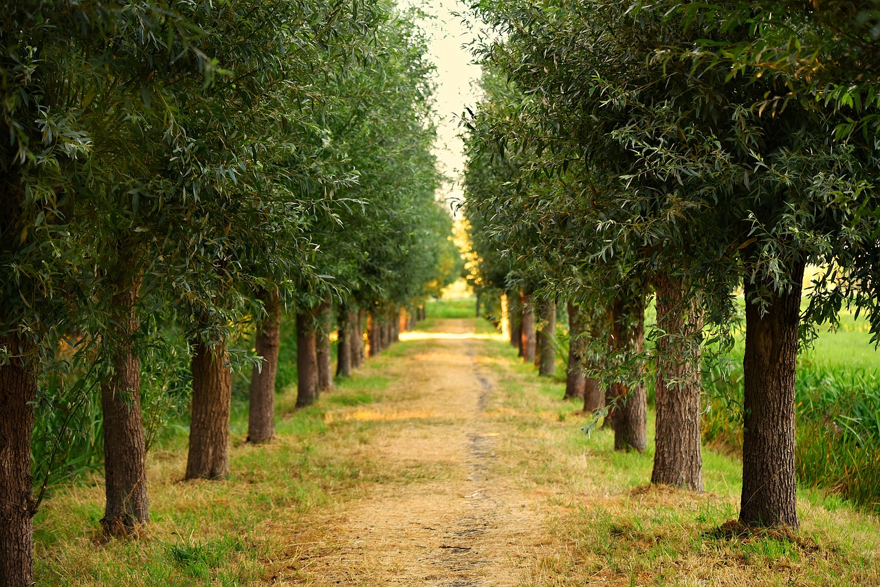 trees  lane  tree lined free photo