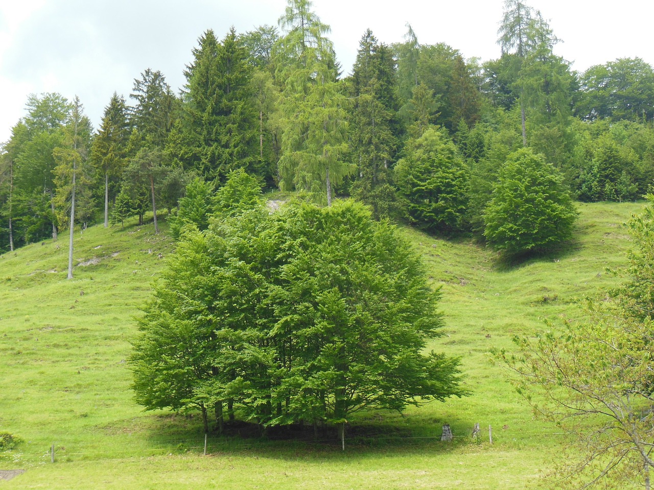 trees mountain meadow spring free photo