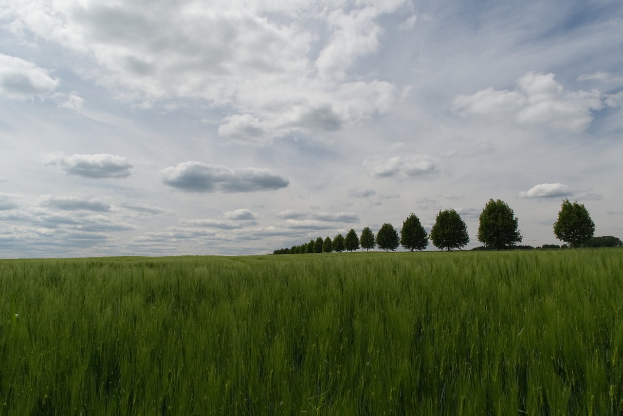 trees  all  field free photo