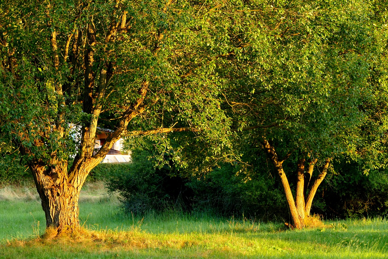 trees  nature  landscape free photo