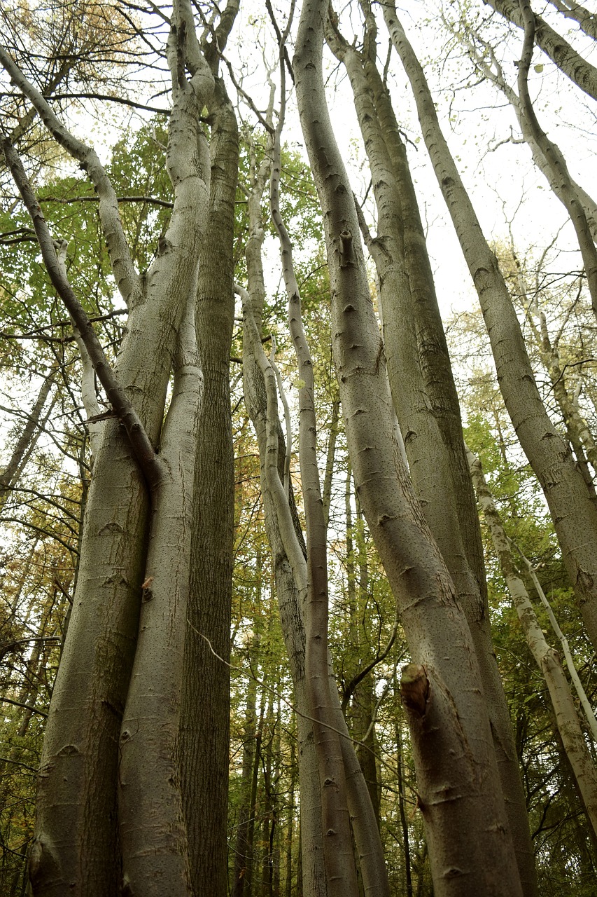 trees  nature  landscape free photo