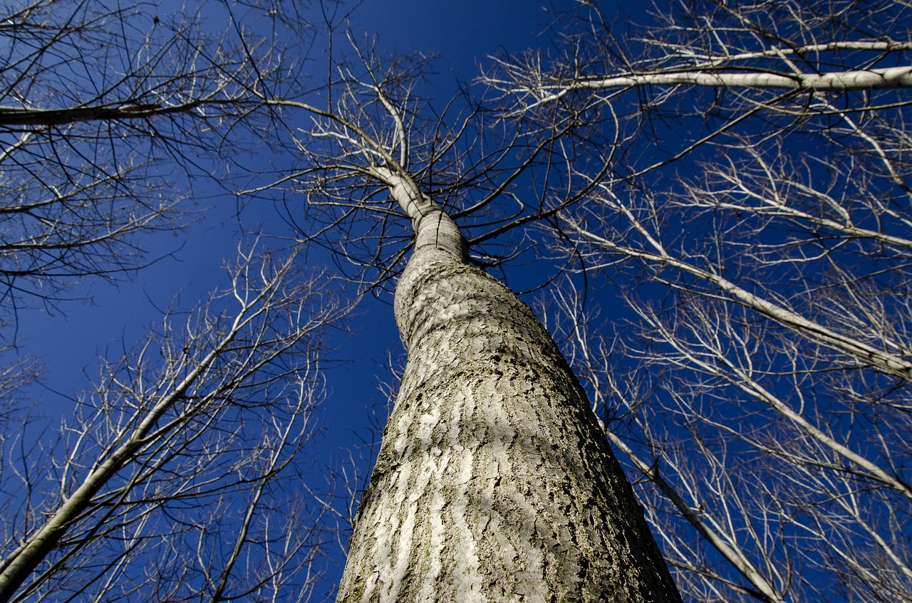 trees  without leaves  tree free photo