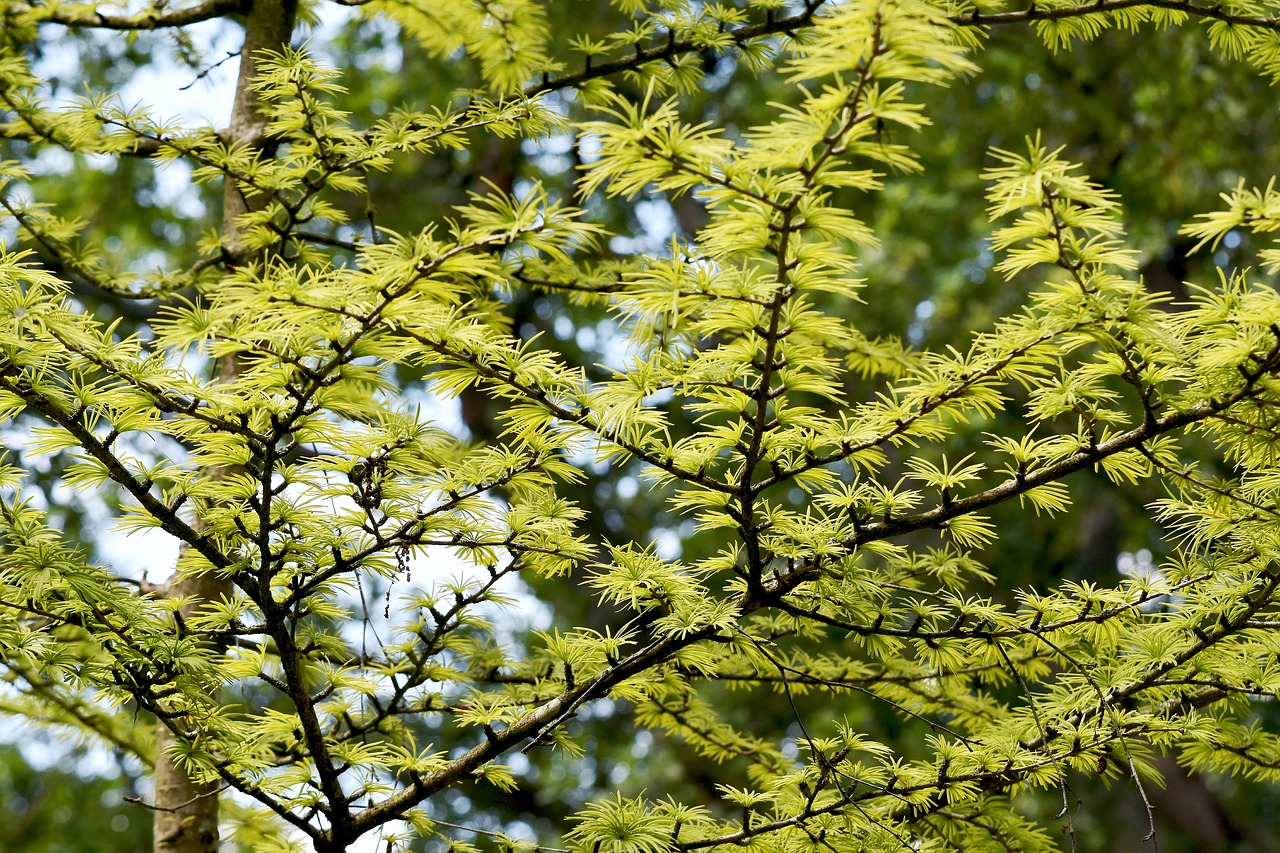 trees  leaves  fine free photo