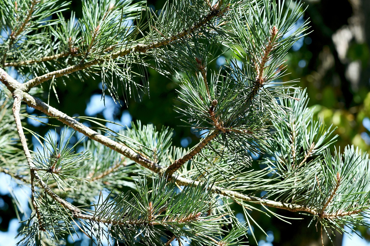 trees  pine needles  green free photo