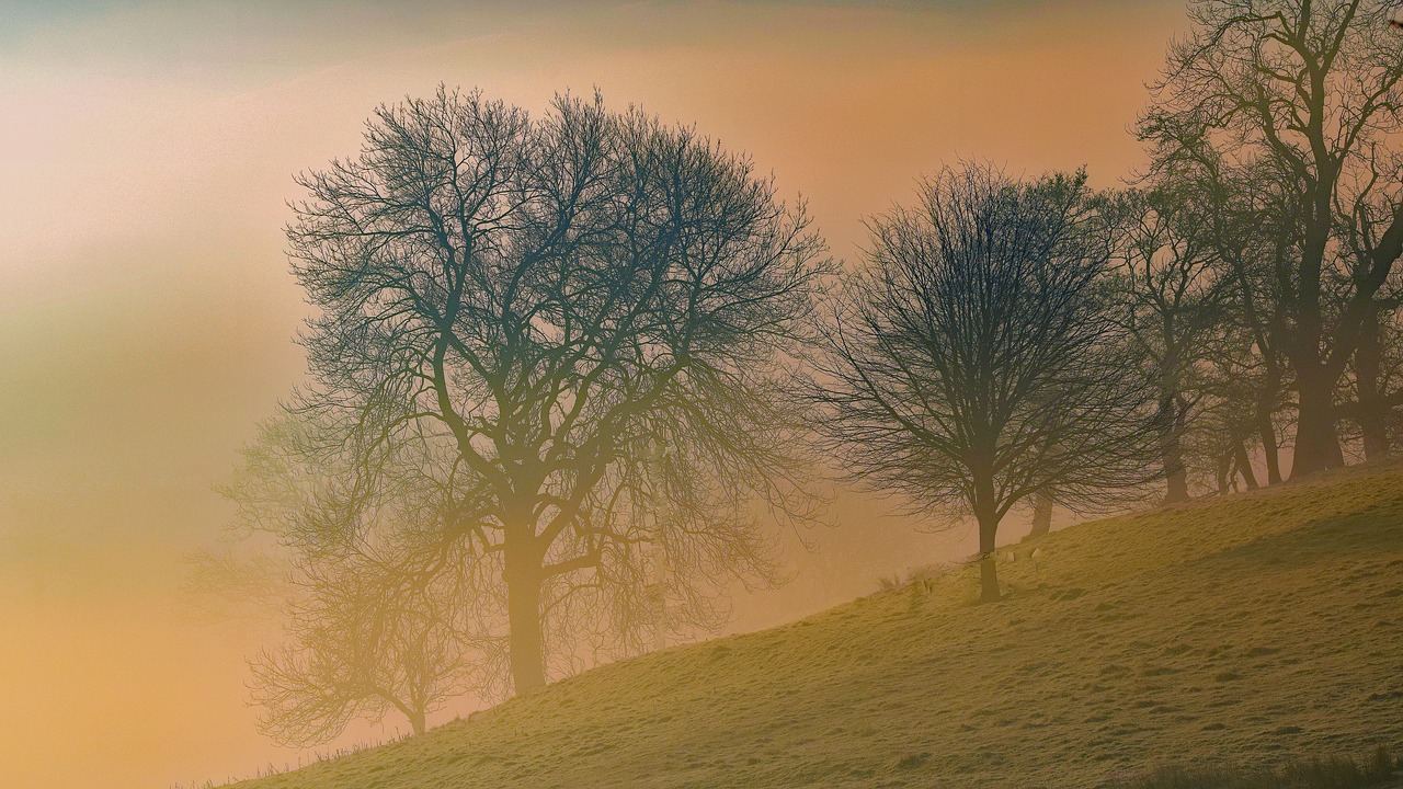 trees  landscape  dawn free photo